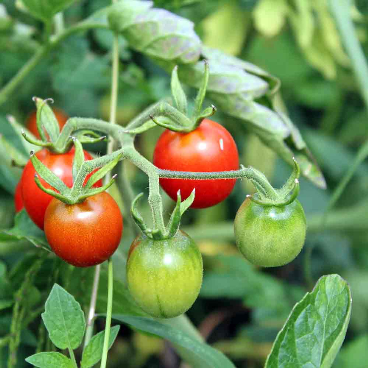 Dwarf Desert Star Tomato - Tasteful Garden