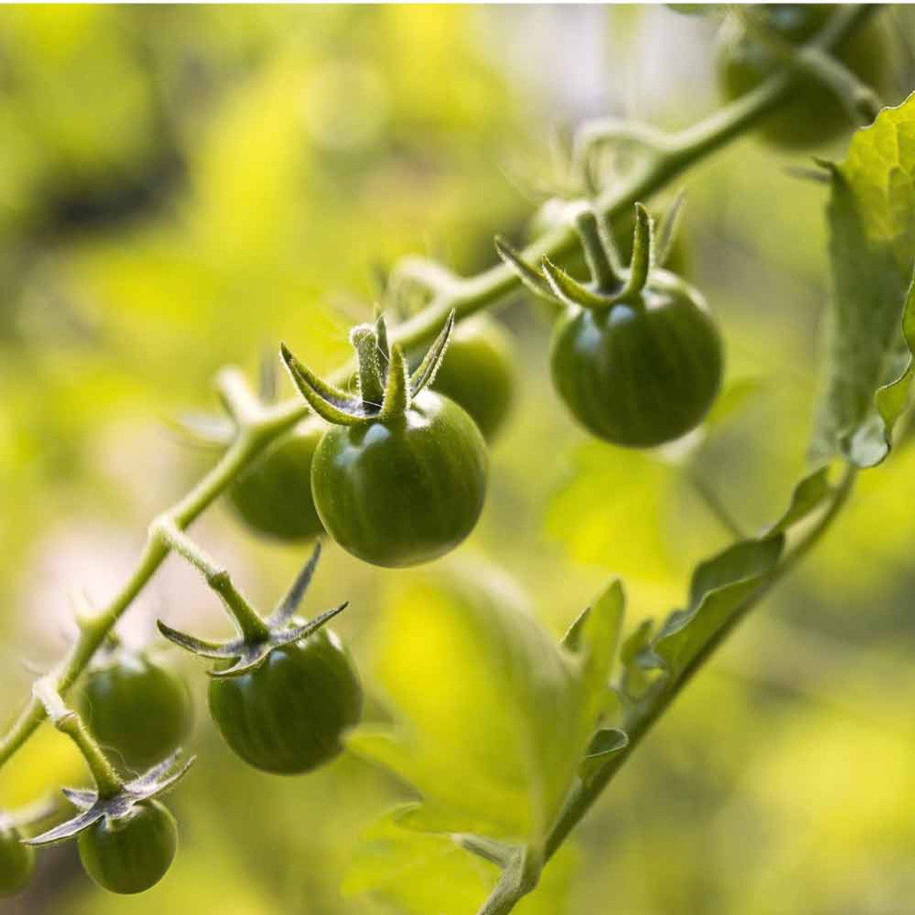 30 ORGANICALLY GROWN Sweet Pea Currant Tomato Seeds Heirloom NON-GMO Rare Sweet 