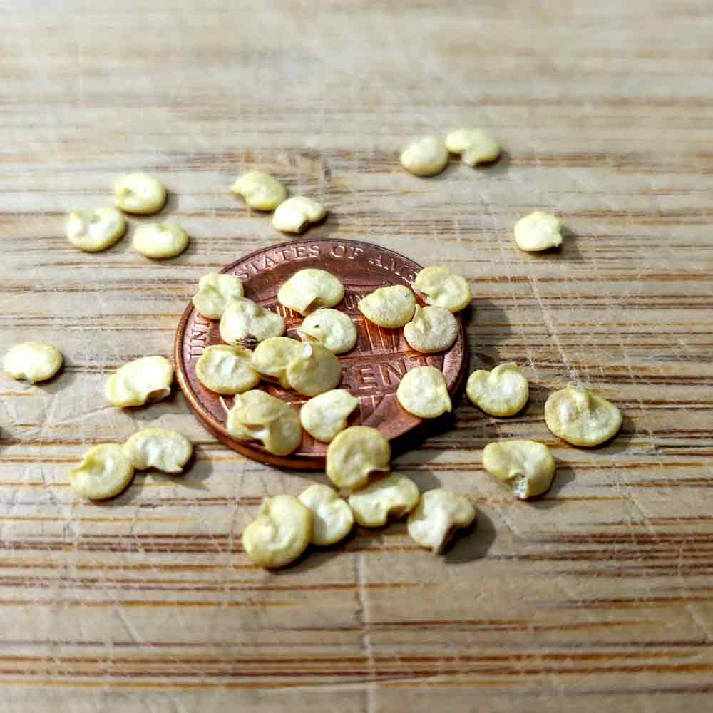 Nadapeno Sweet Pepper Seeds | Terroir Seeds