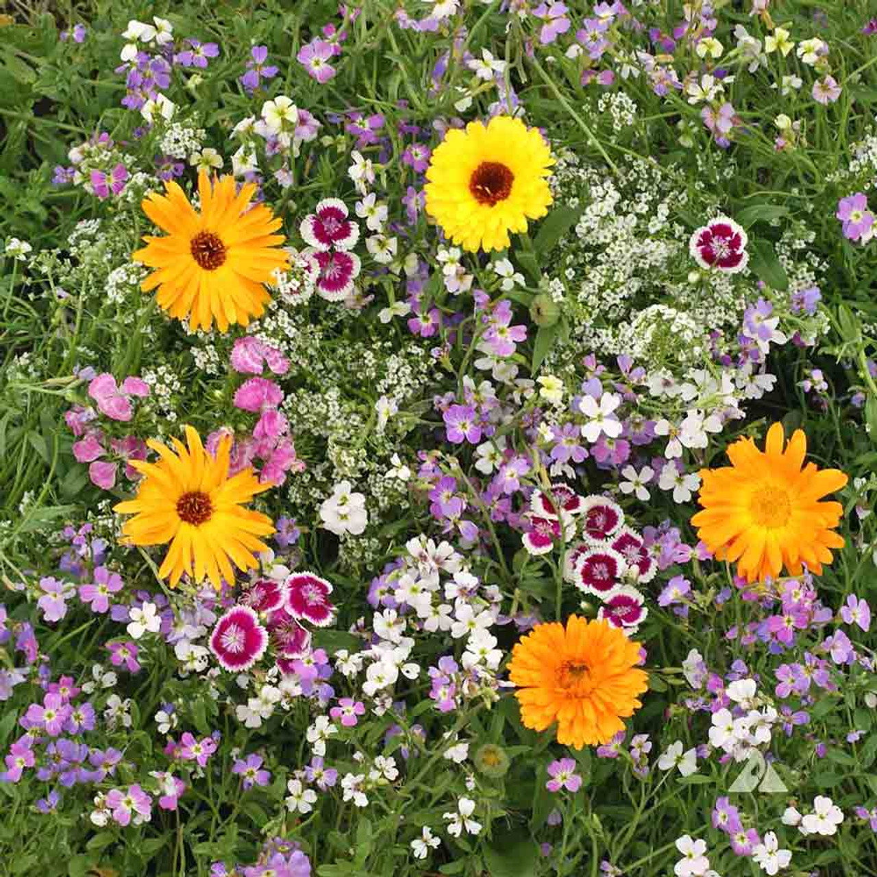 Fragrant Flower Heirloom Seed Mix