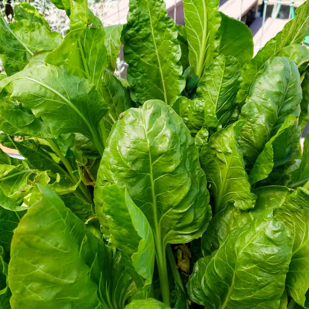 Heirloom Lucullus Swiss Chard Seeds Terroir Seeds Heirloom Lucullus Swiss Chard Seeds Terroir Seeds