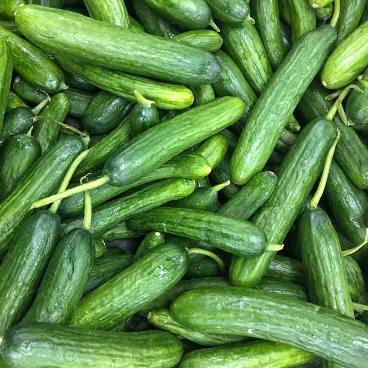 FRESH ORGANIC SEEDLESS CUCUMBER, Produce