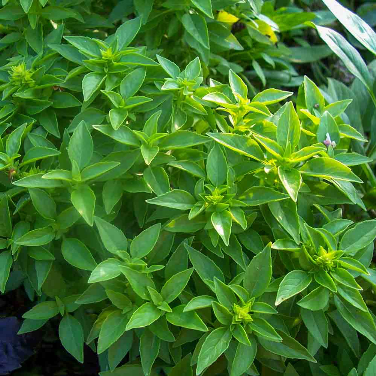 Spicy Globe Bush Basil Seeds Ocimum basilicum