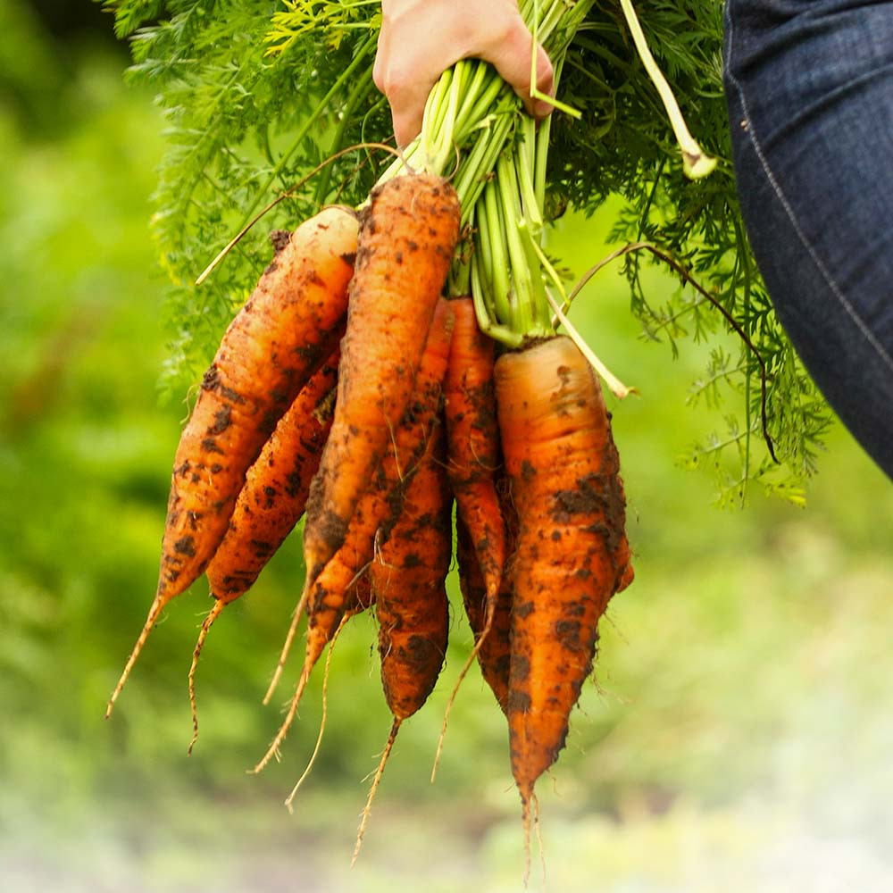 Heirloom Kuroda Carrot Seeds | Terroir Seeds
