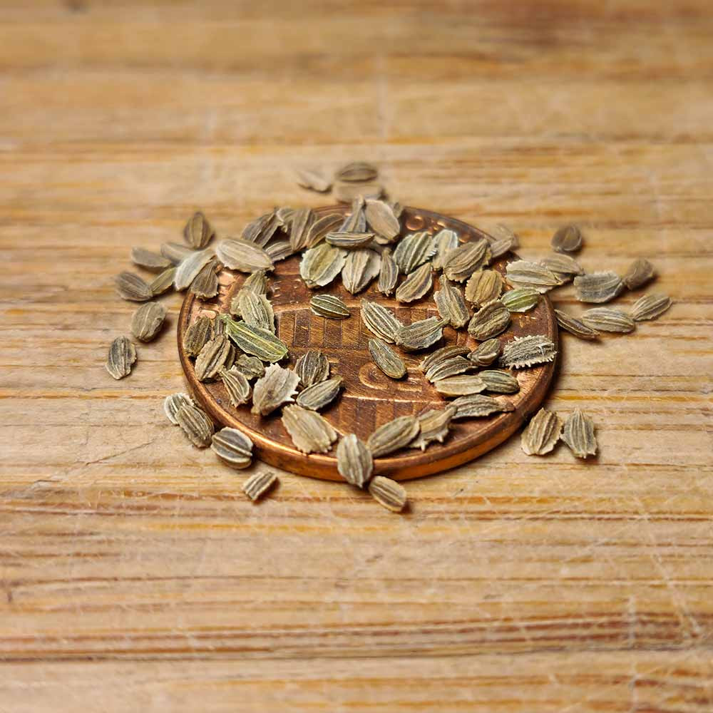 Heirloom Kuroda Carrot Seeds | Terroir Seeds