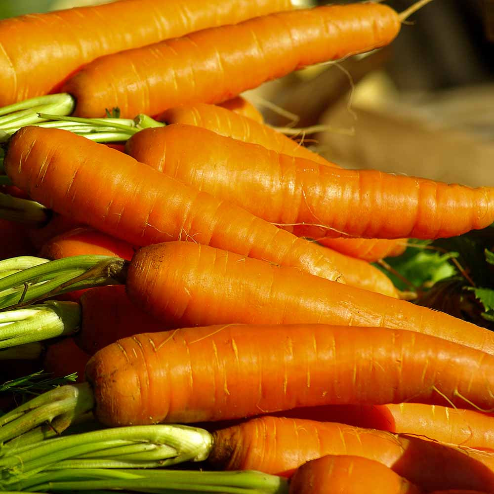 Heirloom Kuroda Carrot Seeds | Terroir Seeds