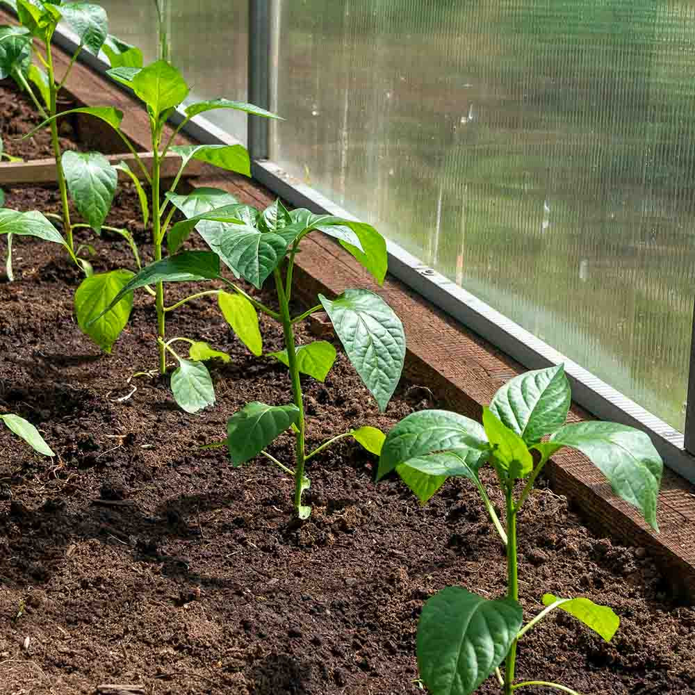 AZ 20 Hot Pepper Seeds |Terroir Seeds