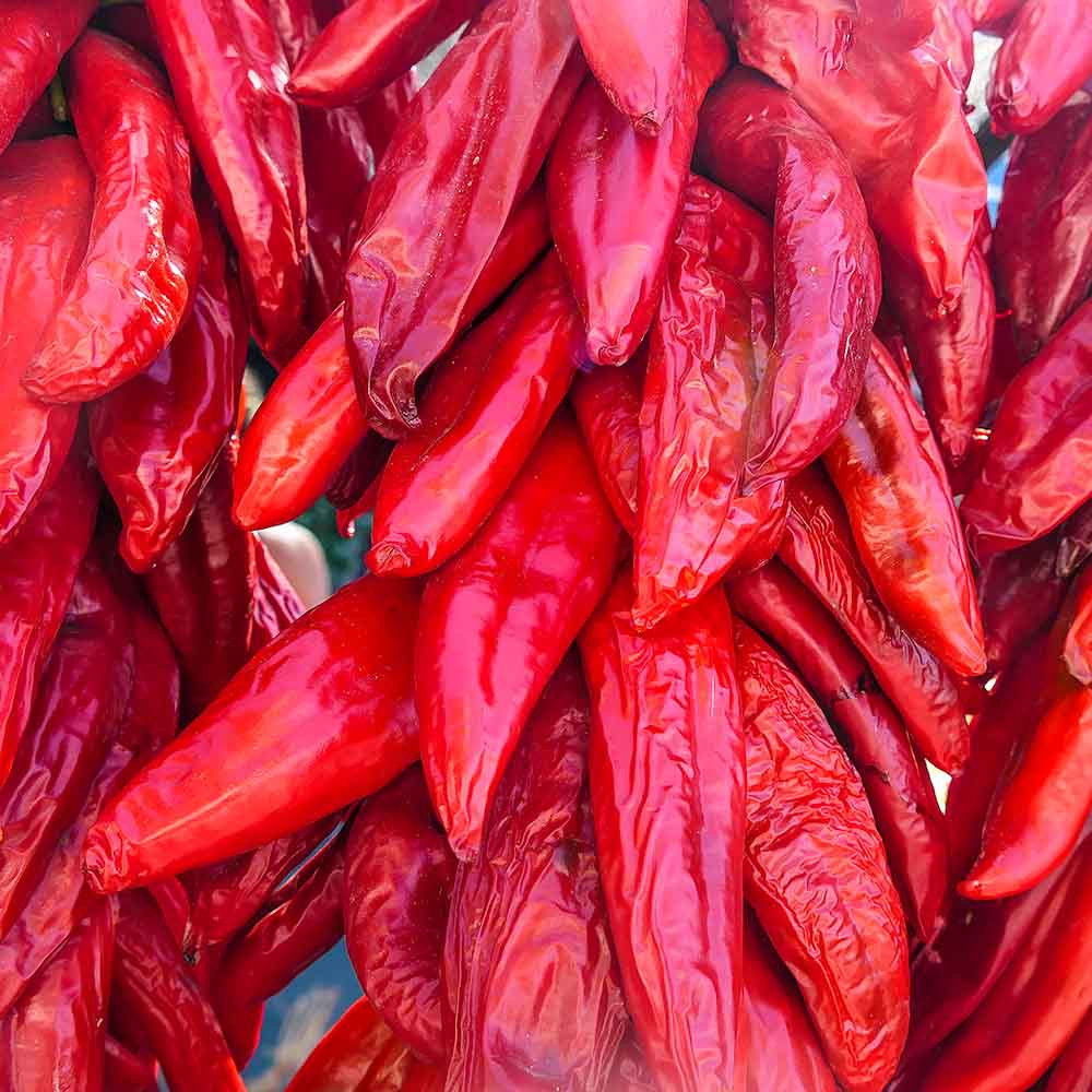 AZ 20 Hot Pepper Seeds |Terroir Seeds