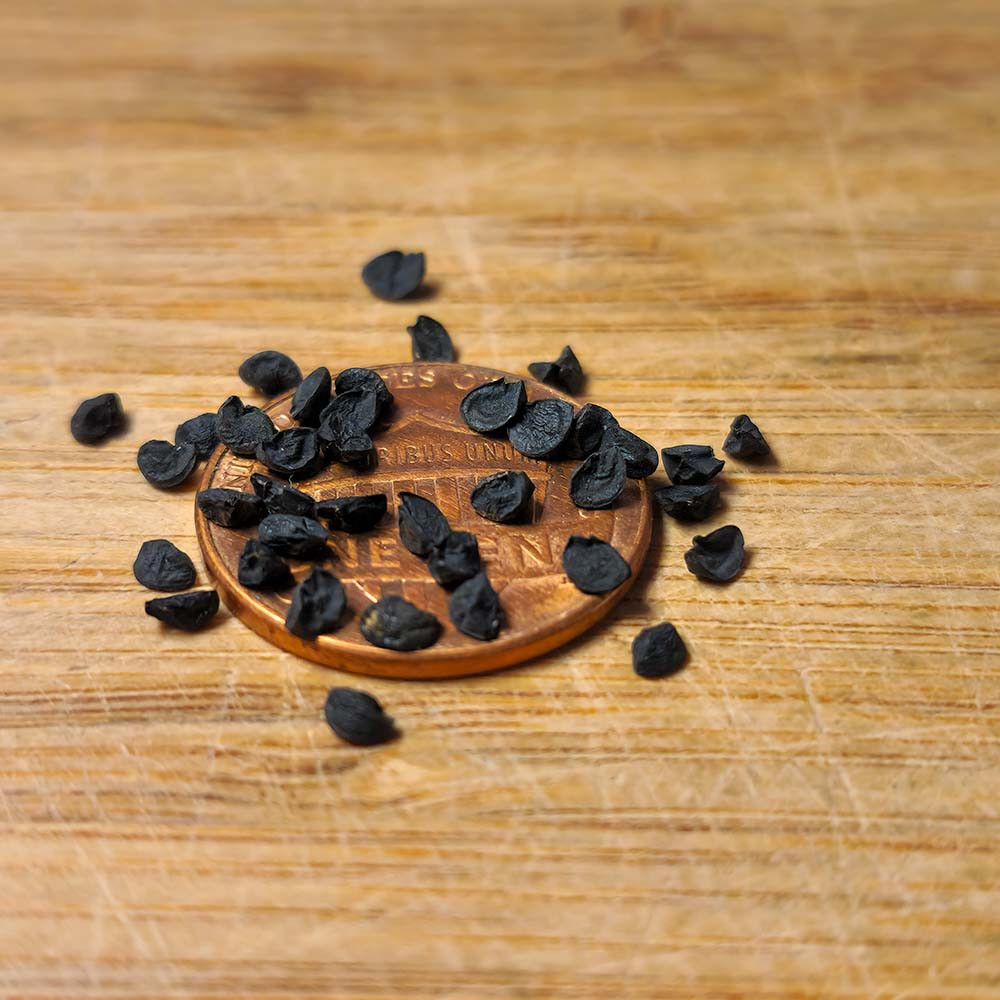 Heirloom Red Burgundy Onion Seeds | Terroir Seeds
