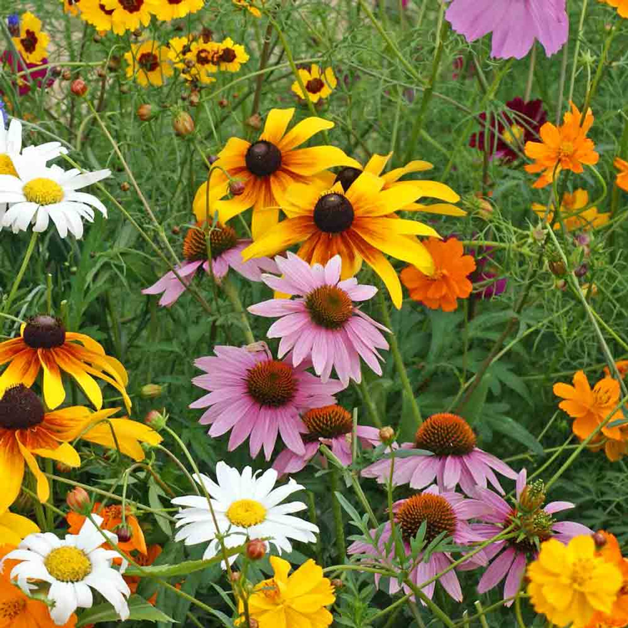 Edible Flower Seed Mix