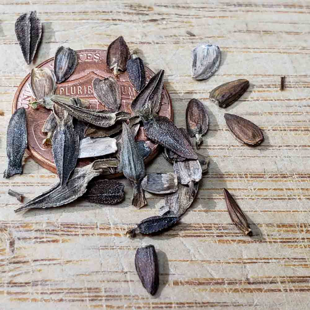 Cut & Come Again Heirloom Zinnia Mix Seeds | Terroir Seeds