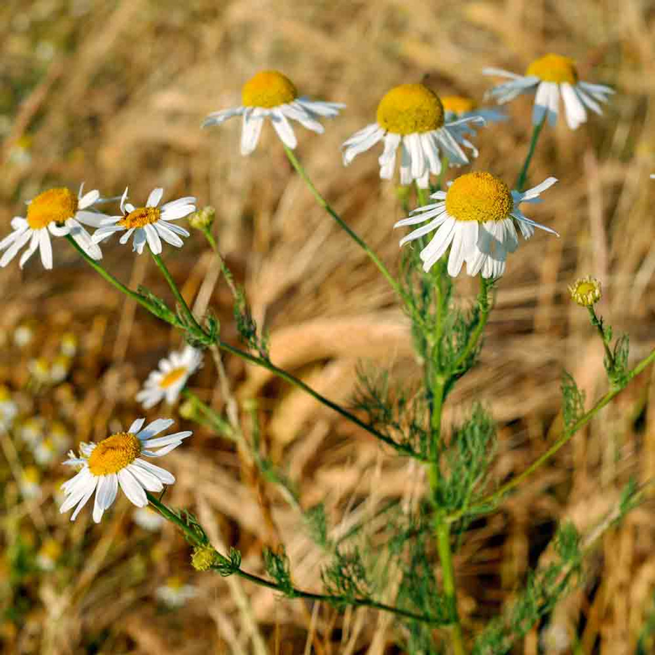 CAMOMILA FLOWER