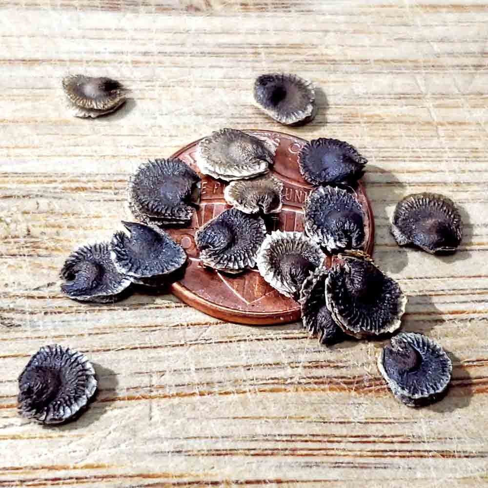 Heirloom Black Hollyhock Seeds | Terroir Seeds