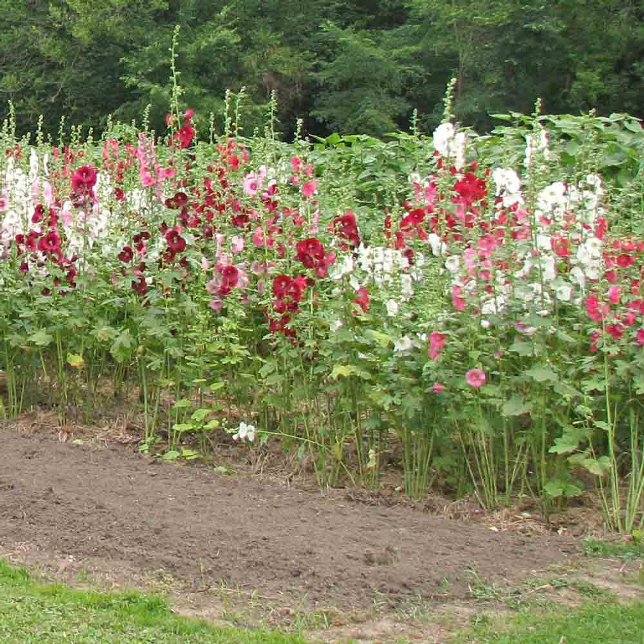 Heirloom Indian Spring Hollyhock Mix Seeds Terroir Seeds