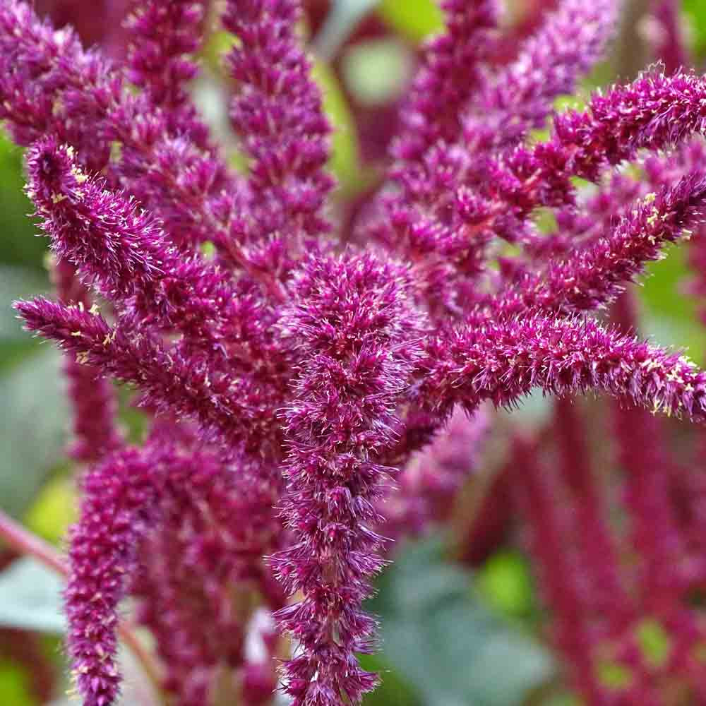 Love Lies Bleeding Heirloom Amaranth Seeds Terroir Seeds