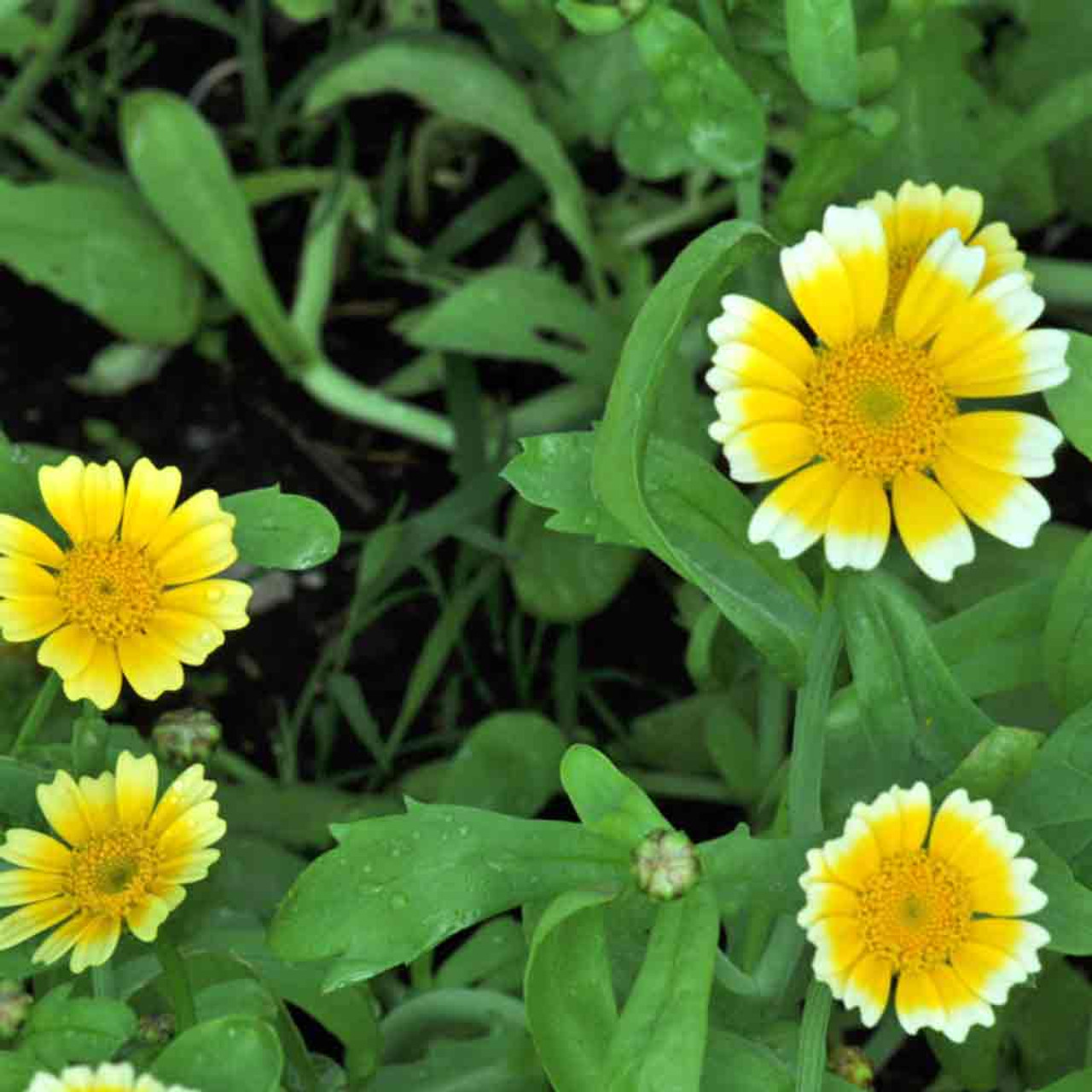 chrysanthemum flower