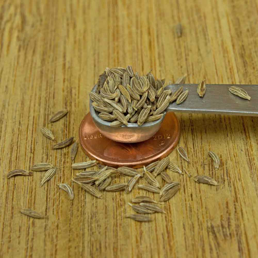 Cumin Seeds | Terroir Seeds