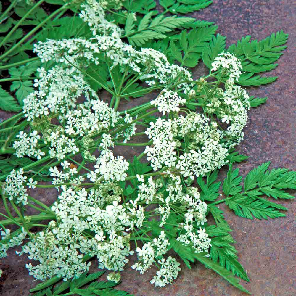 Cumin Seeds | Terroir Seeds