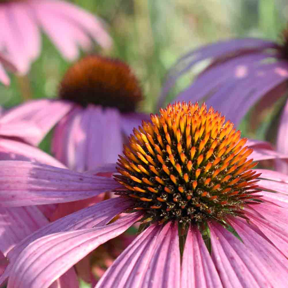 Purple Coneflower Echinacea Heirloom Seeds Terroir Seeds