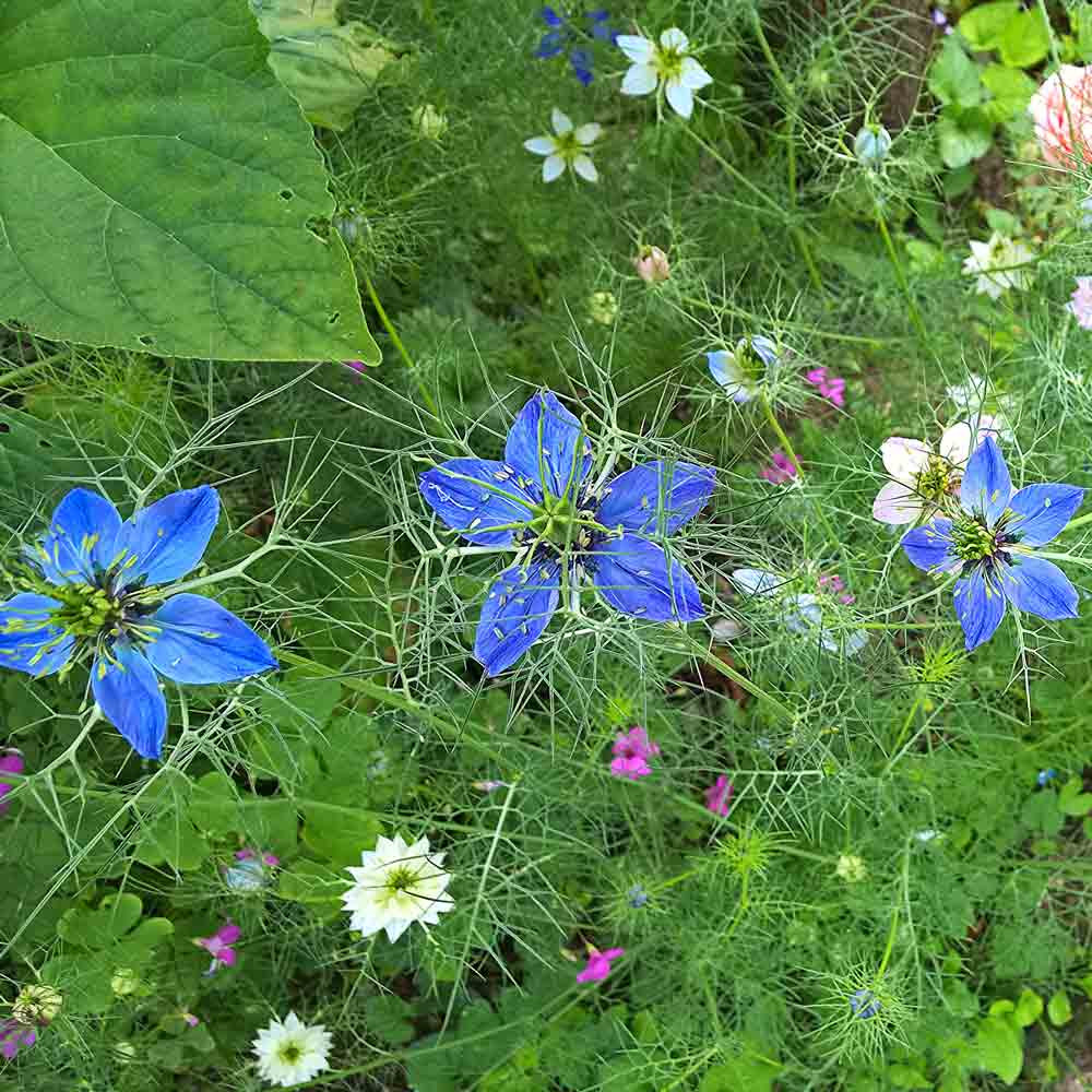 Nutmeg Flower Black Cumin Seeds Terroir Seeds Nigella sativa is a flowering plant found throughout india, arabia, and europe. nutmeg flower black cumin seeds nigella sativa