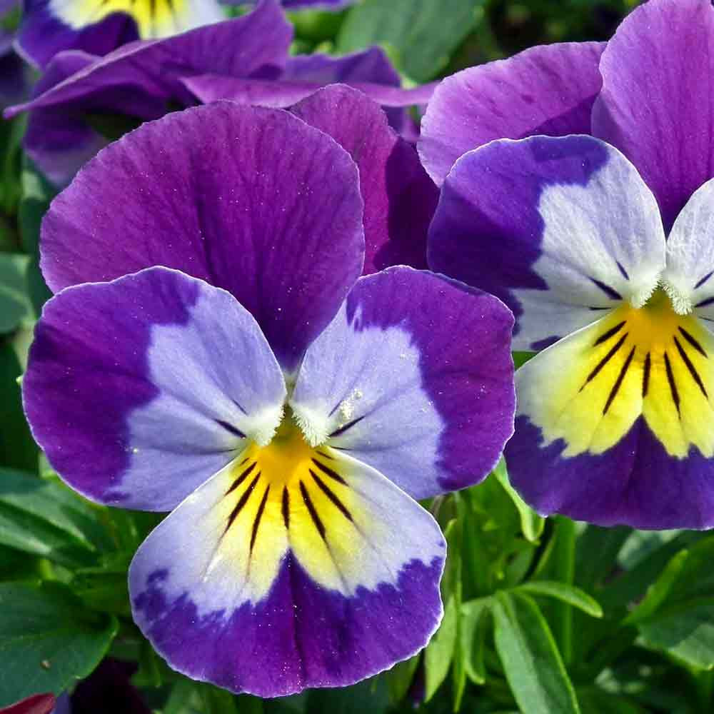 Heirloom Johnny Jump Up Seeds Terroir Seeds