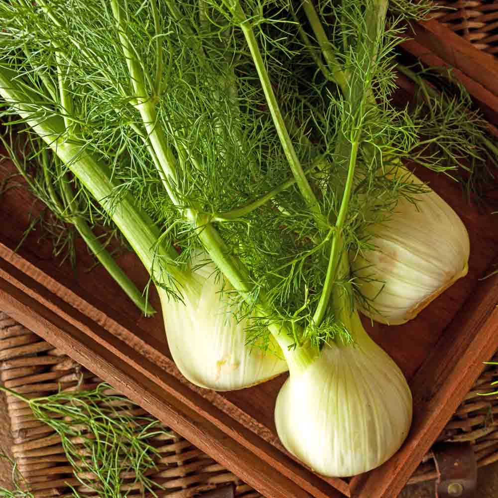 Romanesco Fennel Seeds - (Foeniculum vulgare)