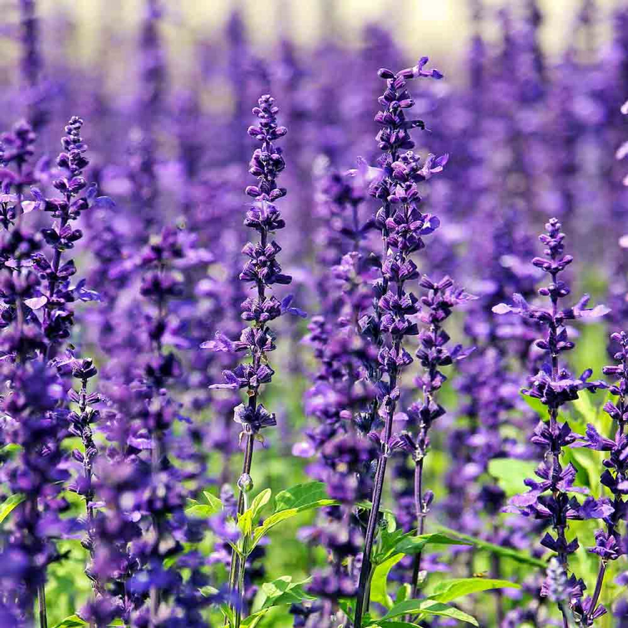 Lavender Flowers