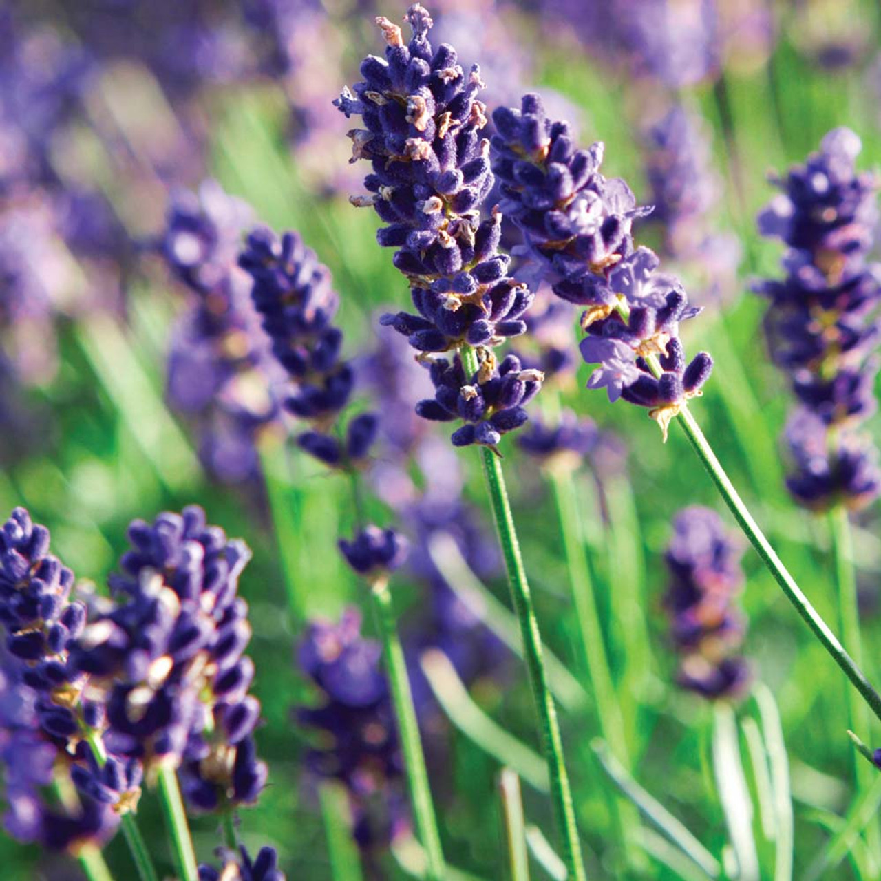 English Lavender Seeds, Lavandula angustifolia Great Lavender for Dried  Flowers