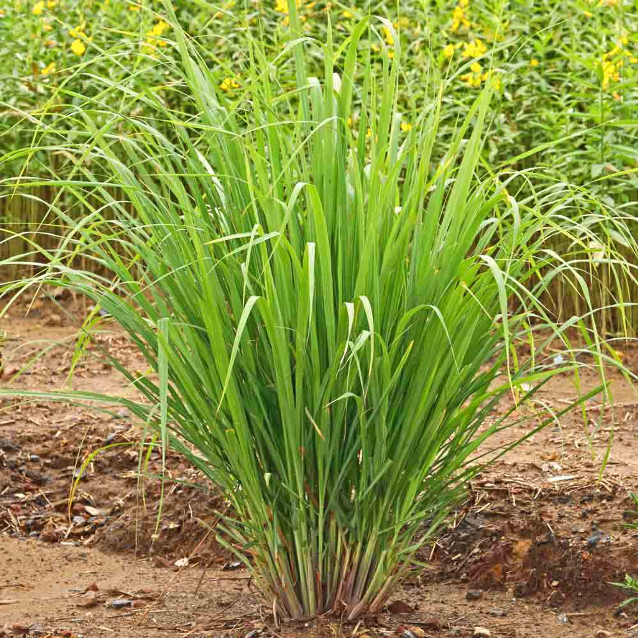 lemongrass plant care in india