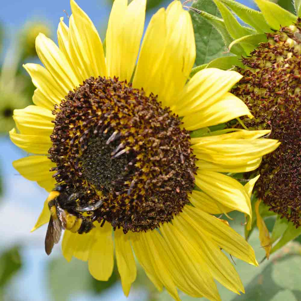 Lemon Queen Heirloom Sunflower Seeds Terroir Seeds