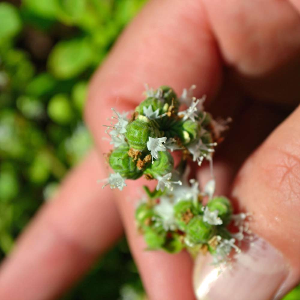 Sweet Marjoram Heirloom Seeds | Terroir Seeds
