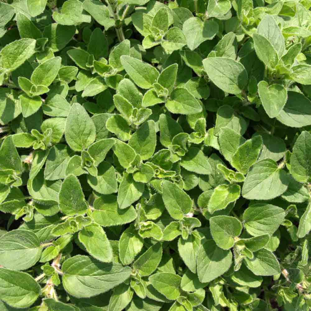 Sweet Marjoram Heirloom Seeds | Terroir Seeds