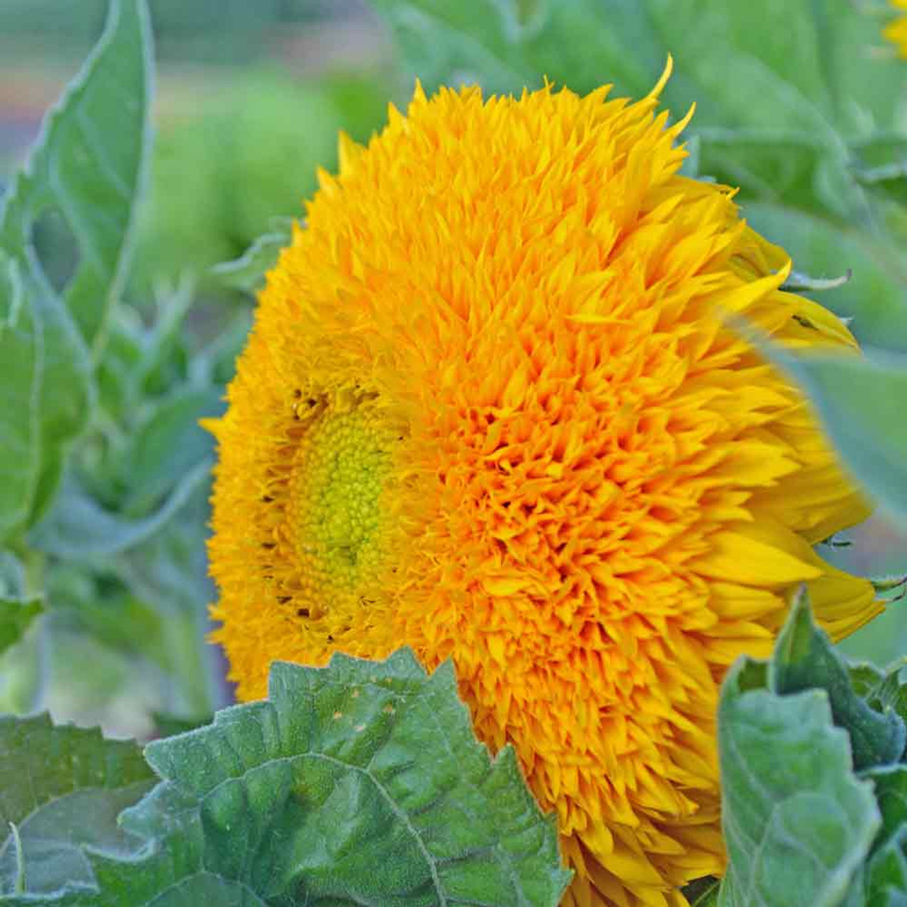 Sunflower Dwarf Teddy Bear 20 seeds Cute Garden Flower s HEIRLOOM 