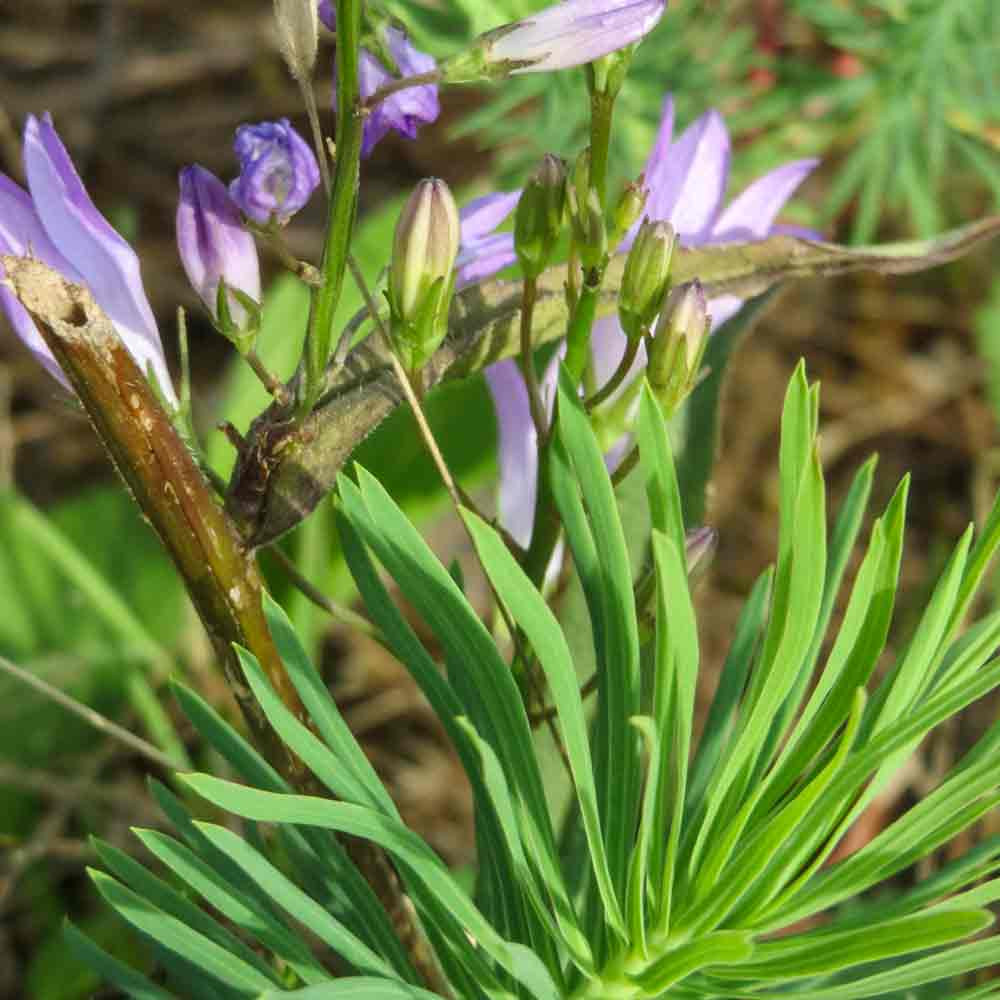 Heirloom Rampion Seeds | Terroir Seeds