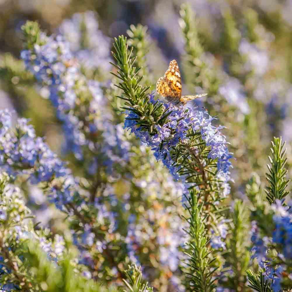 Heirloom Rosemary Seeds | Terroir Seeds