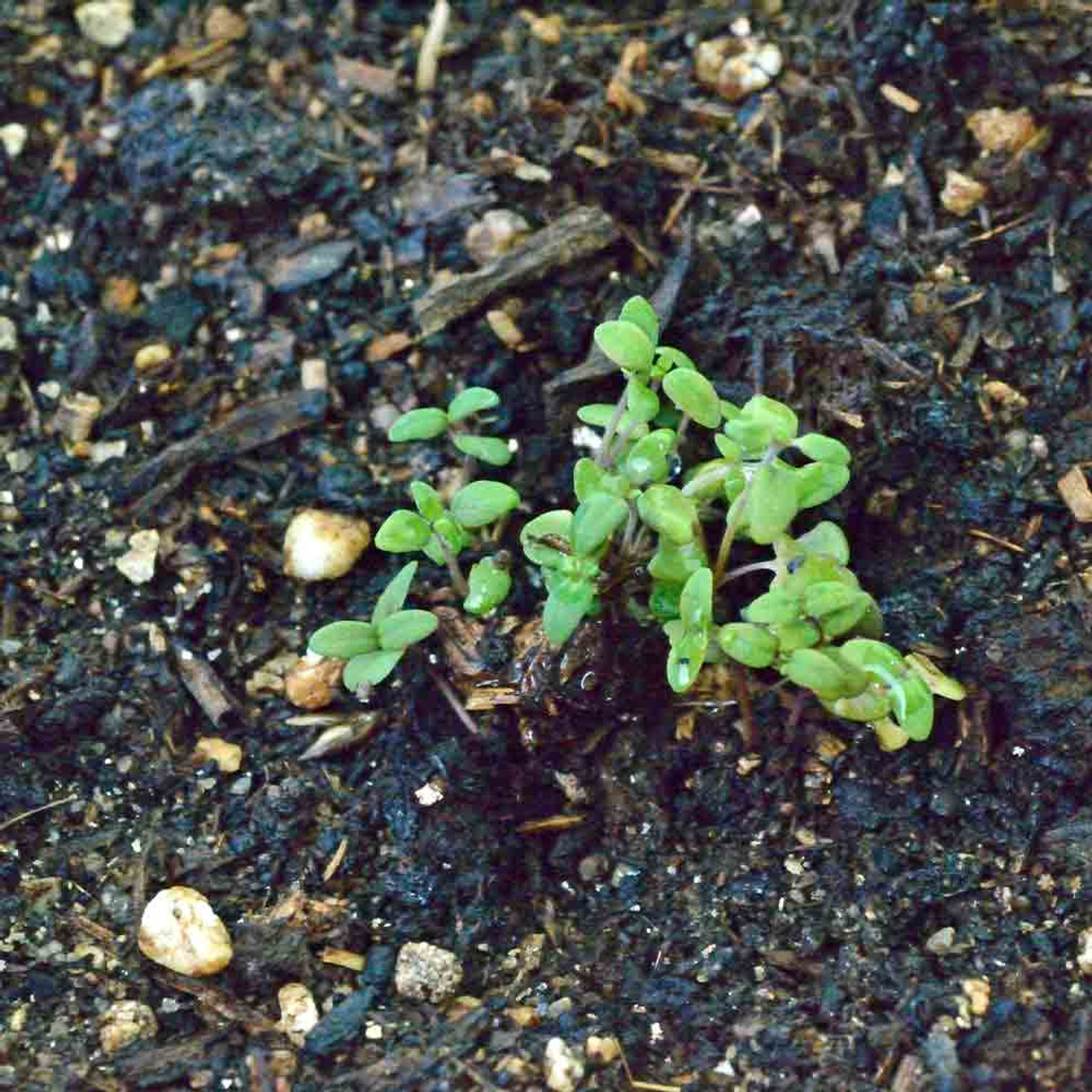 thyme seedlings