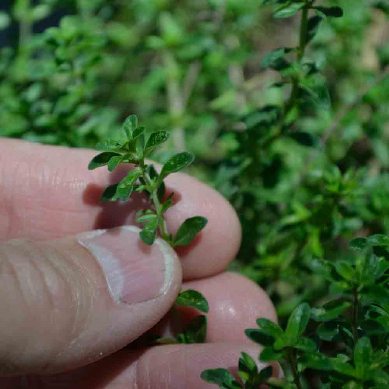 white creeping thyme seeds