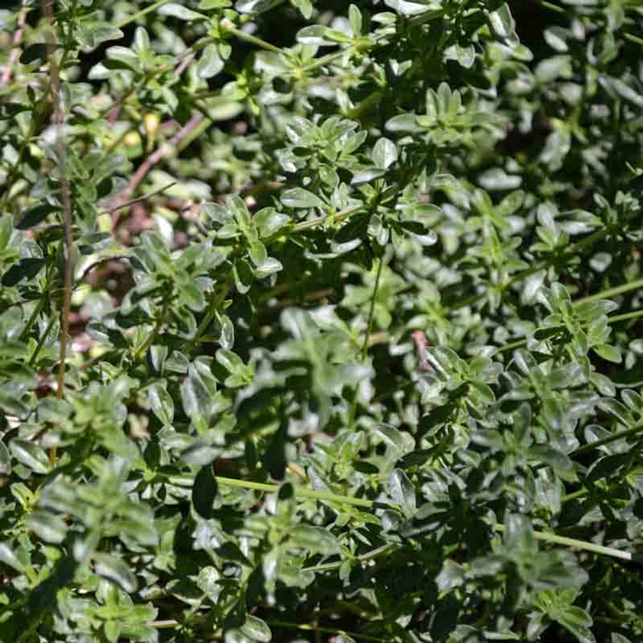 Orangelo Thyme Seeds  Baker Creek Heirloom Seeds