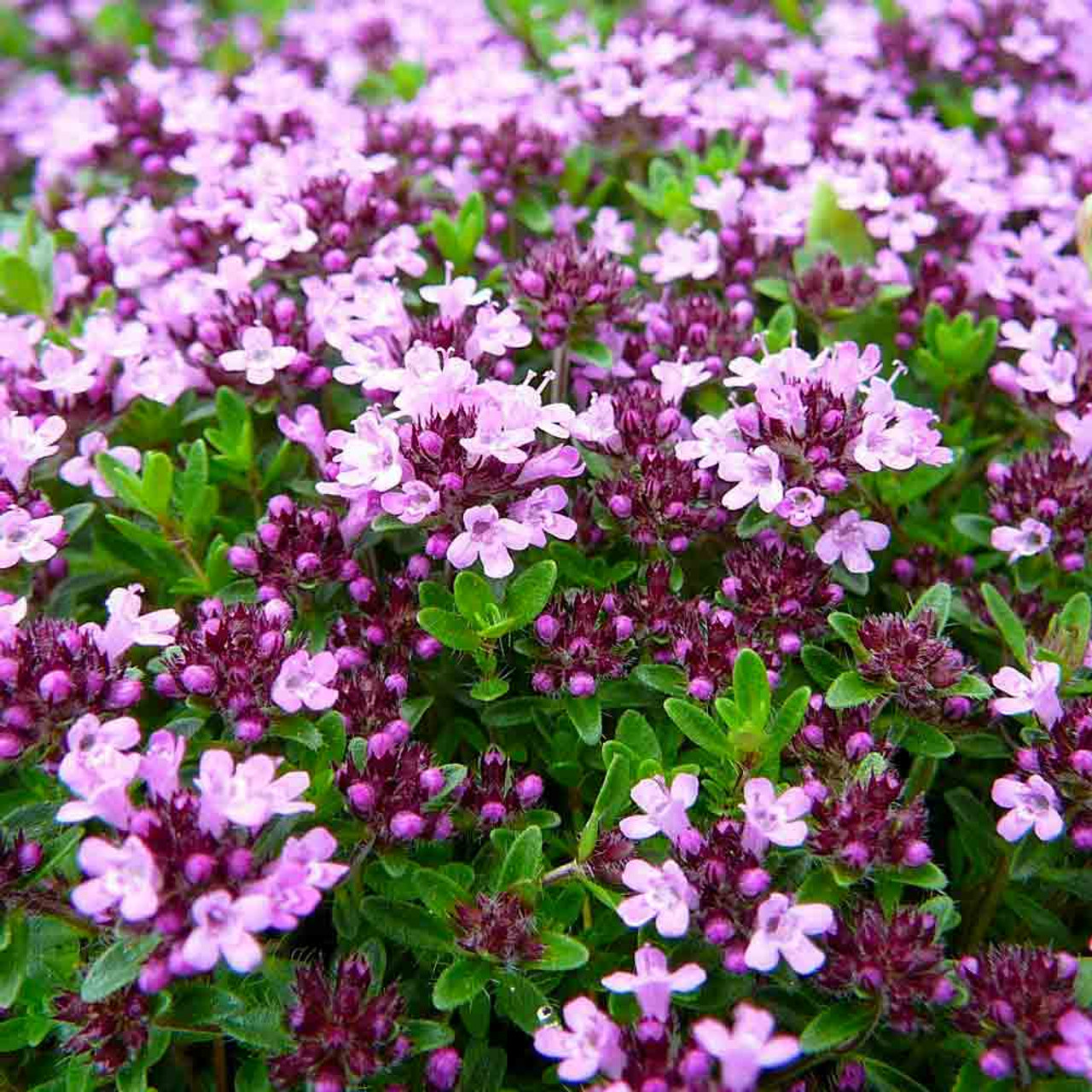 creeping thyme flowers