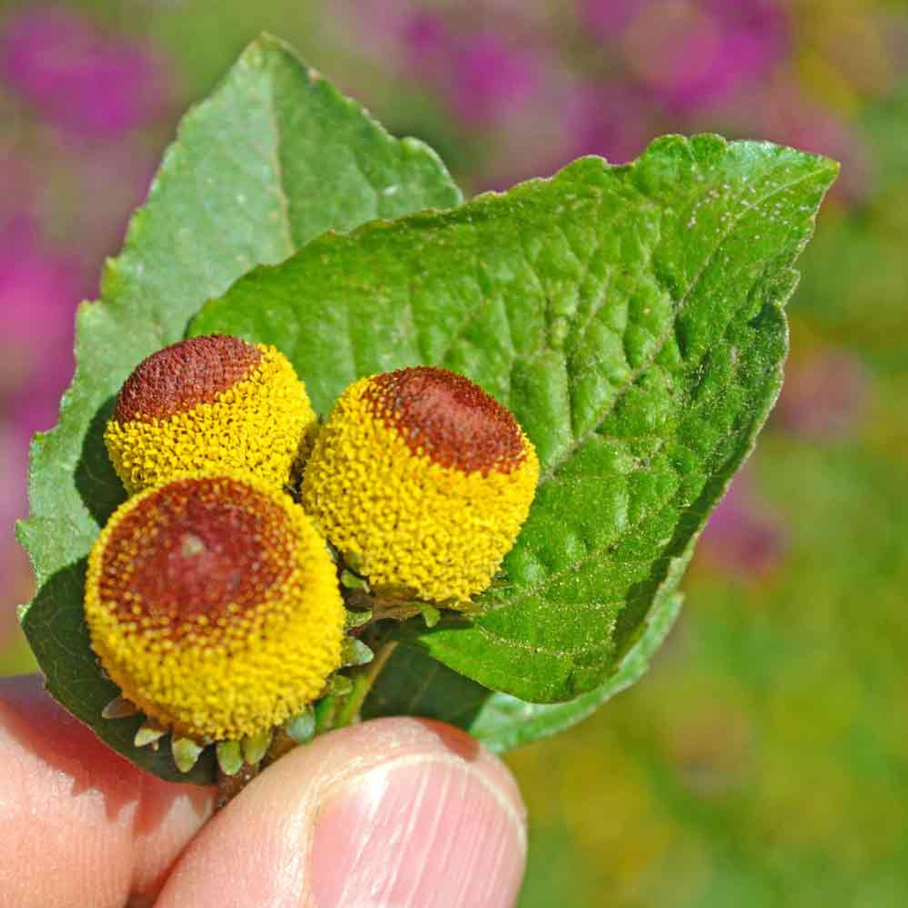 Toothache Plant / Szechuan Buttons / Electric Daisy Seeds - (Spilanthes  oleracea)