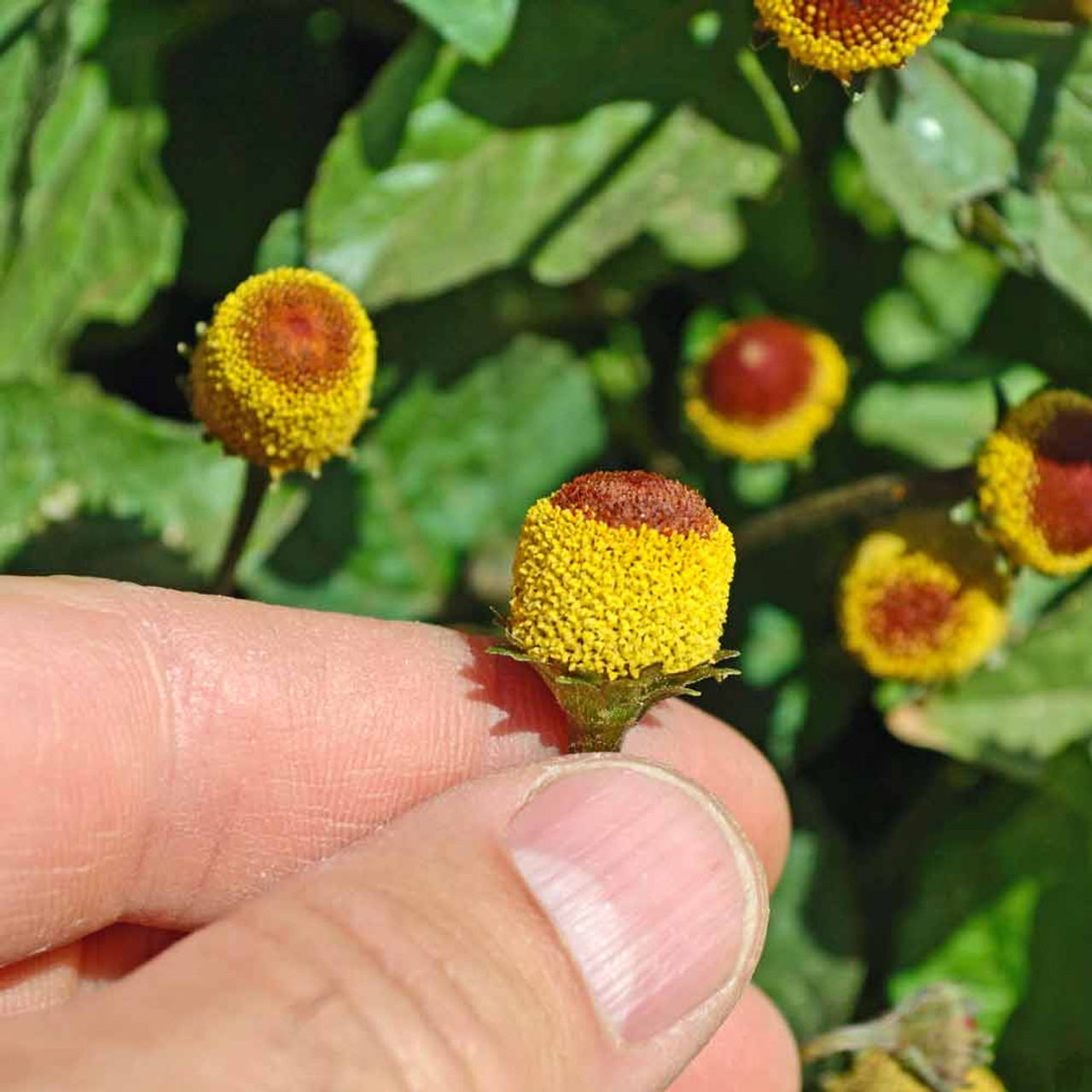 Toothache Plant / Szechuan Buttons / Electric Daisy Seeds - (Spilanthes  oleracea)