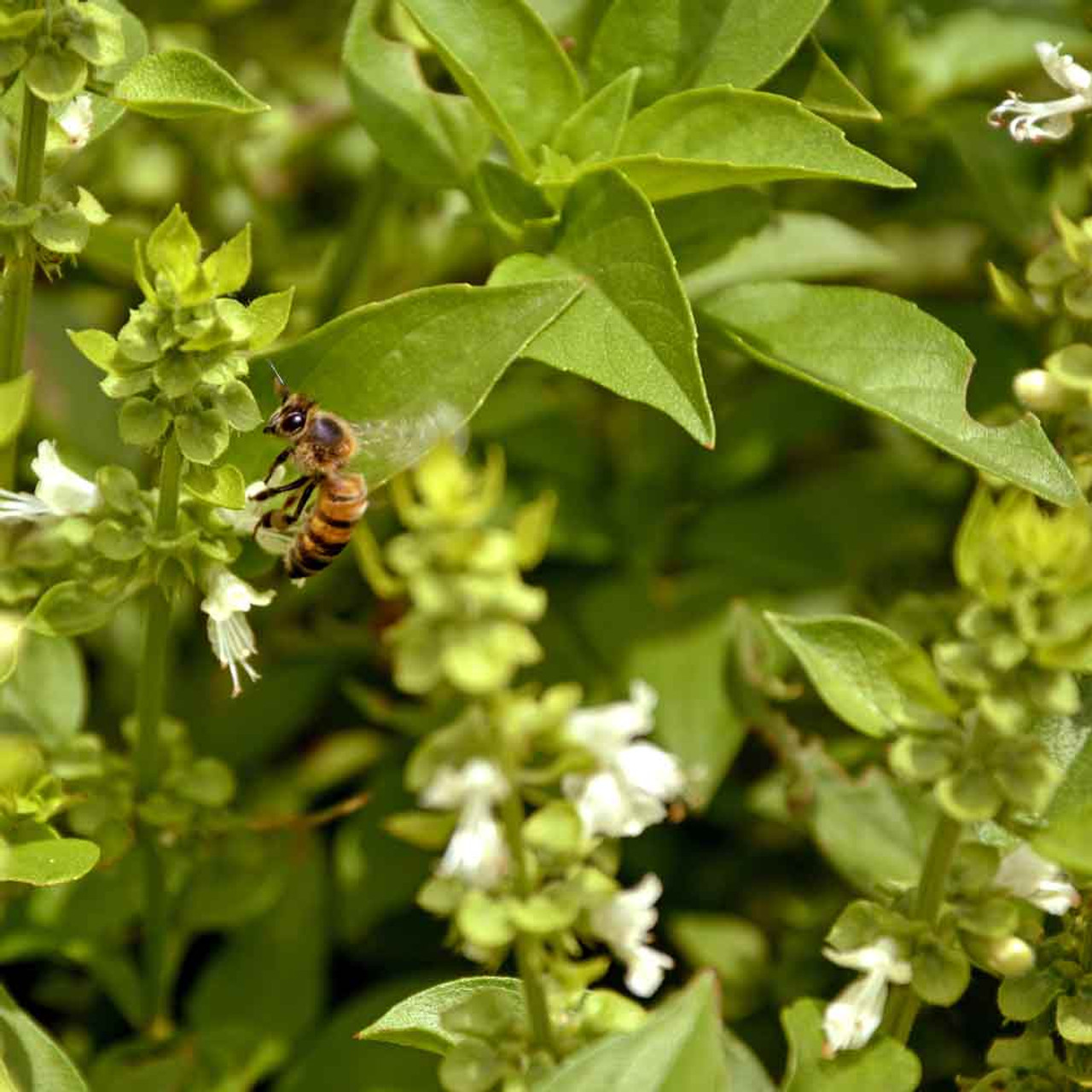 Basil Mix Seeds Ocimum basilicum