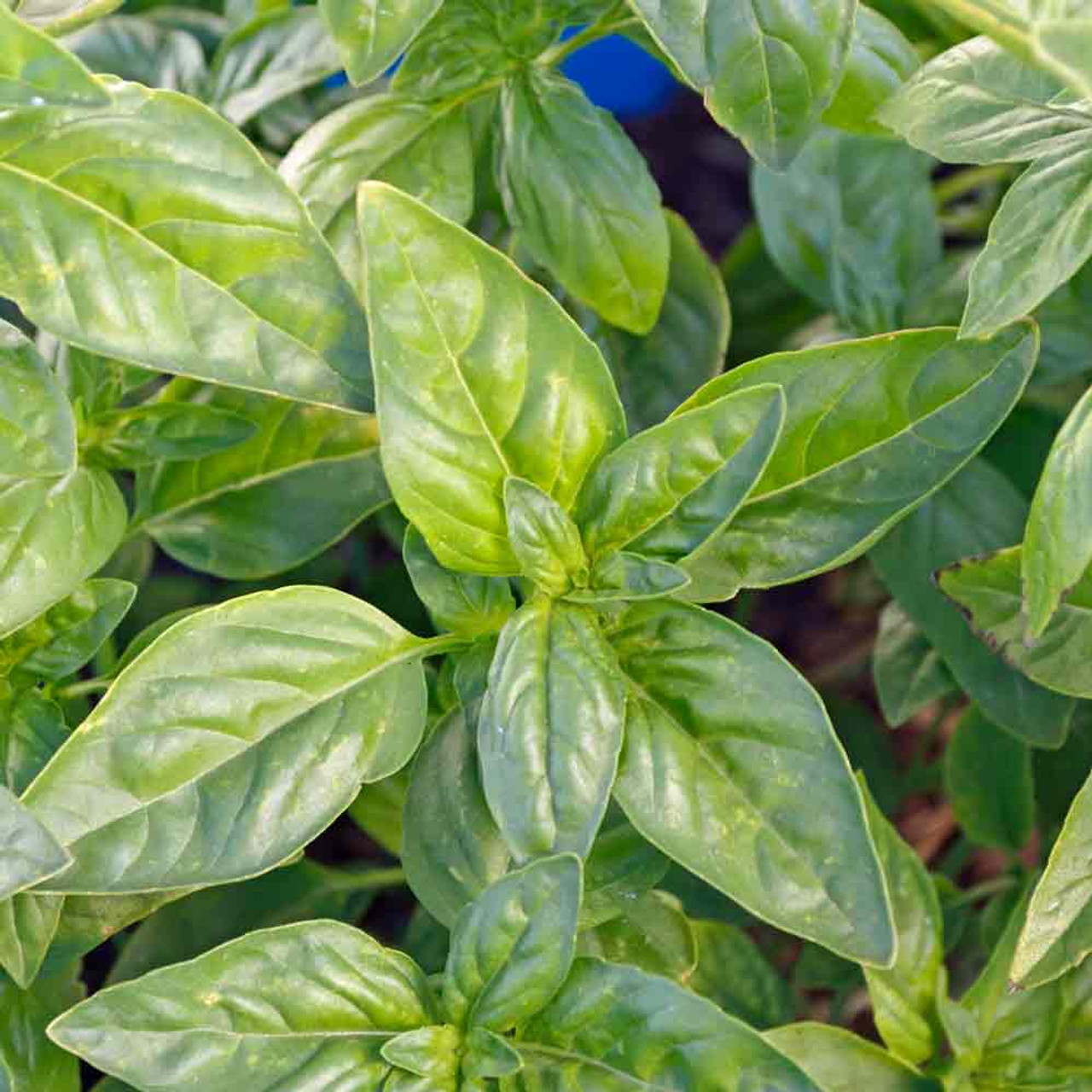 Genovese Basil Seeds Ocimum basilicum