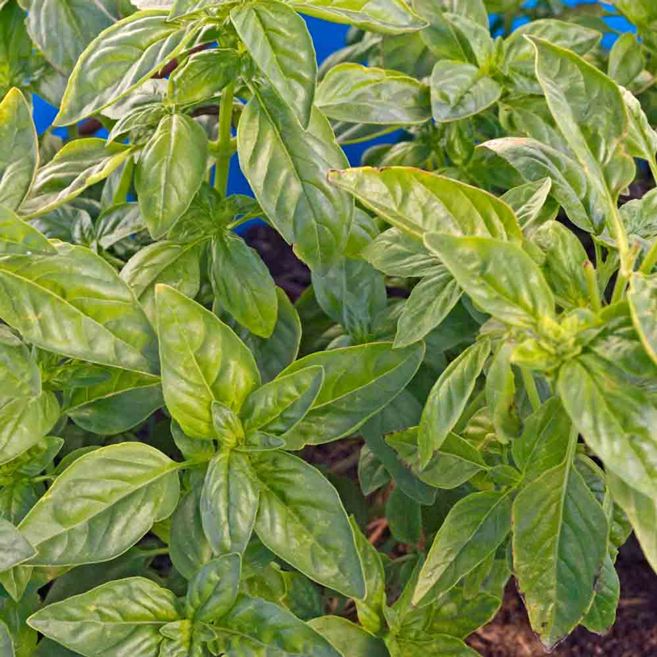 Genovese Basil Seeds Ocimum basilicum