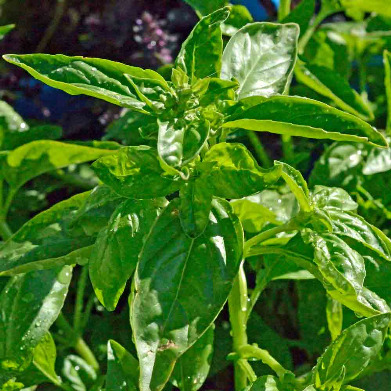 Genovese Basil Seeds Ocimum basilicum