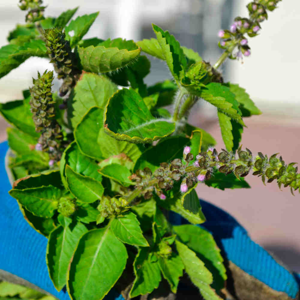 ALBAHACA SAGRADA  Heiliges Basilikum (Ocimum Tenuiflorum / Tulsi)  1000  Samen Fr Den Garten
