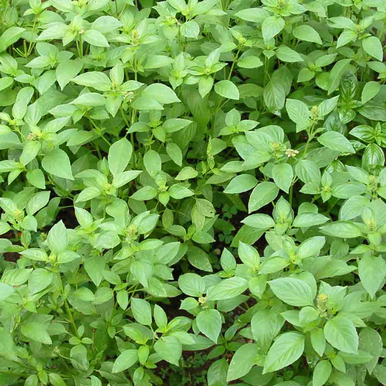 Lemon Basil Seeds Ocimum basilicum var. citriodorum