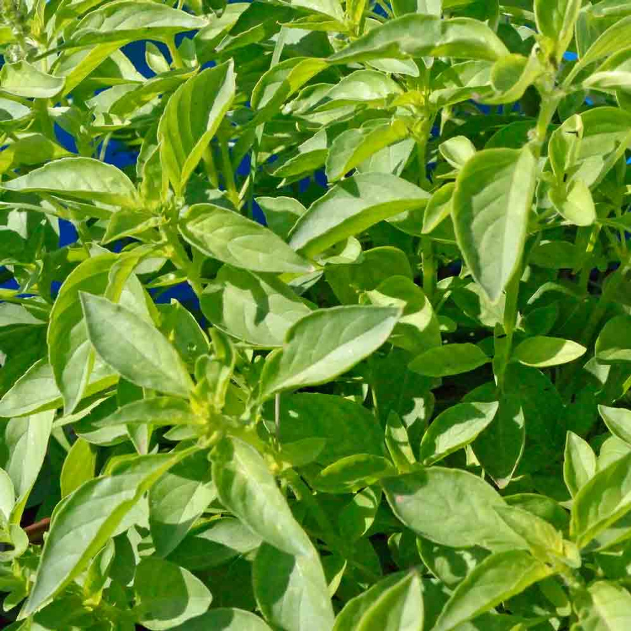 Lime Basil Seeds Ocimum americanum