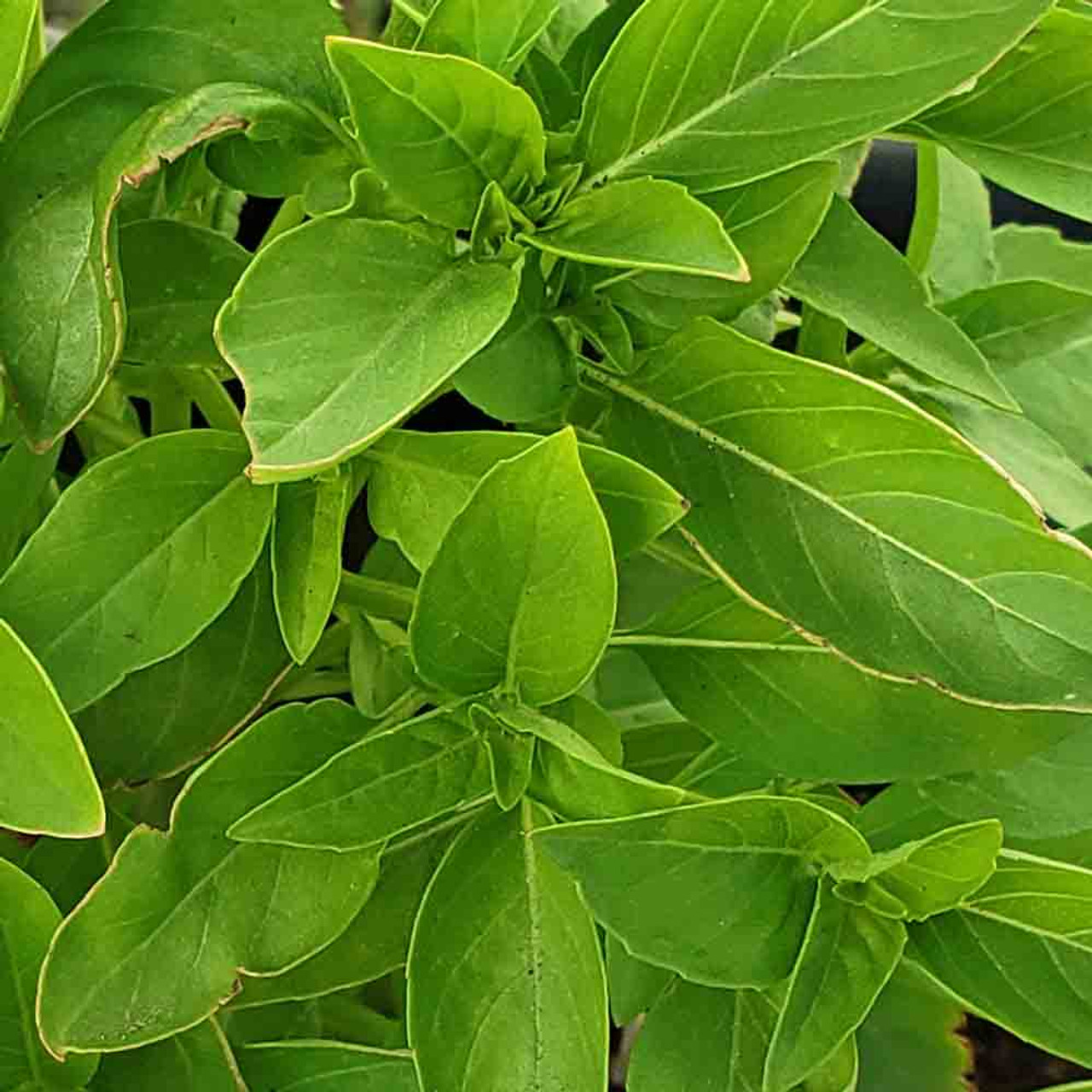 Marseilles Basil Seeds Ocimum basilicum Marseilles