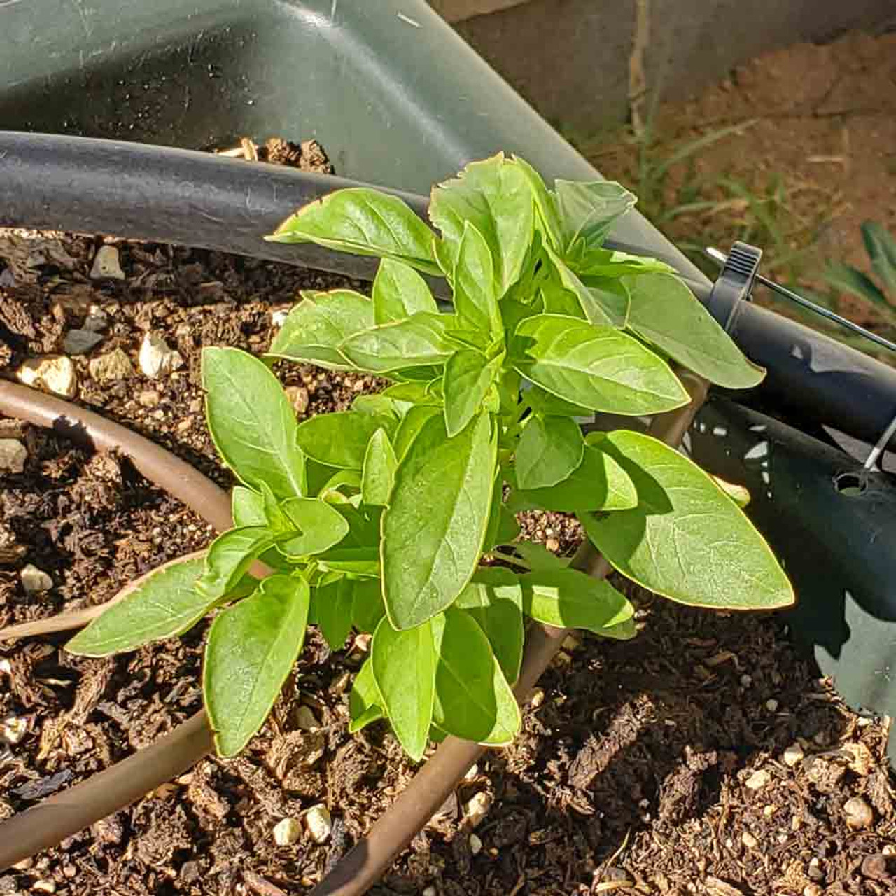 Marseilles Basil Seeds Ocimum basilicum Marseilles